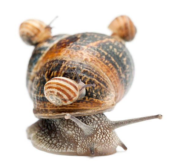 istock Garden snail - Helix aspersa with its babies 135100675