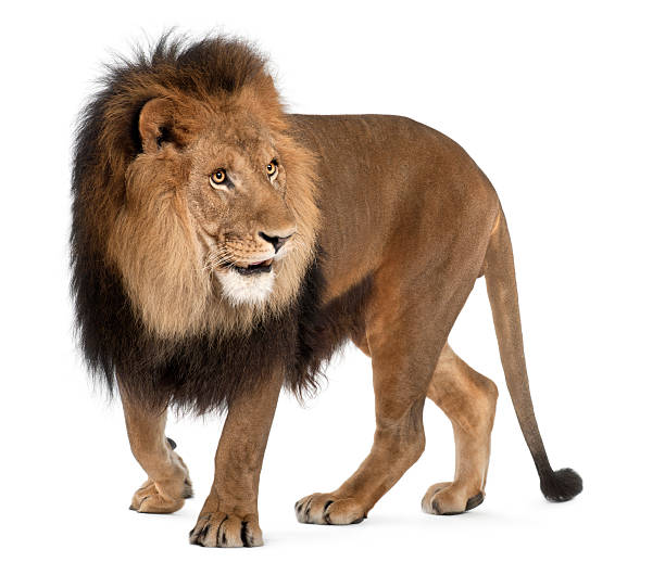 istock Lion, Panthera leo, 8 years old, standing 135100728