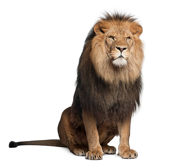 istock Lion, Panthera leo, 8 years old, sitting 135100734
