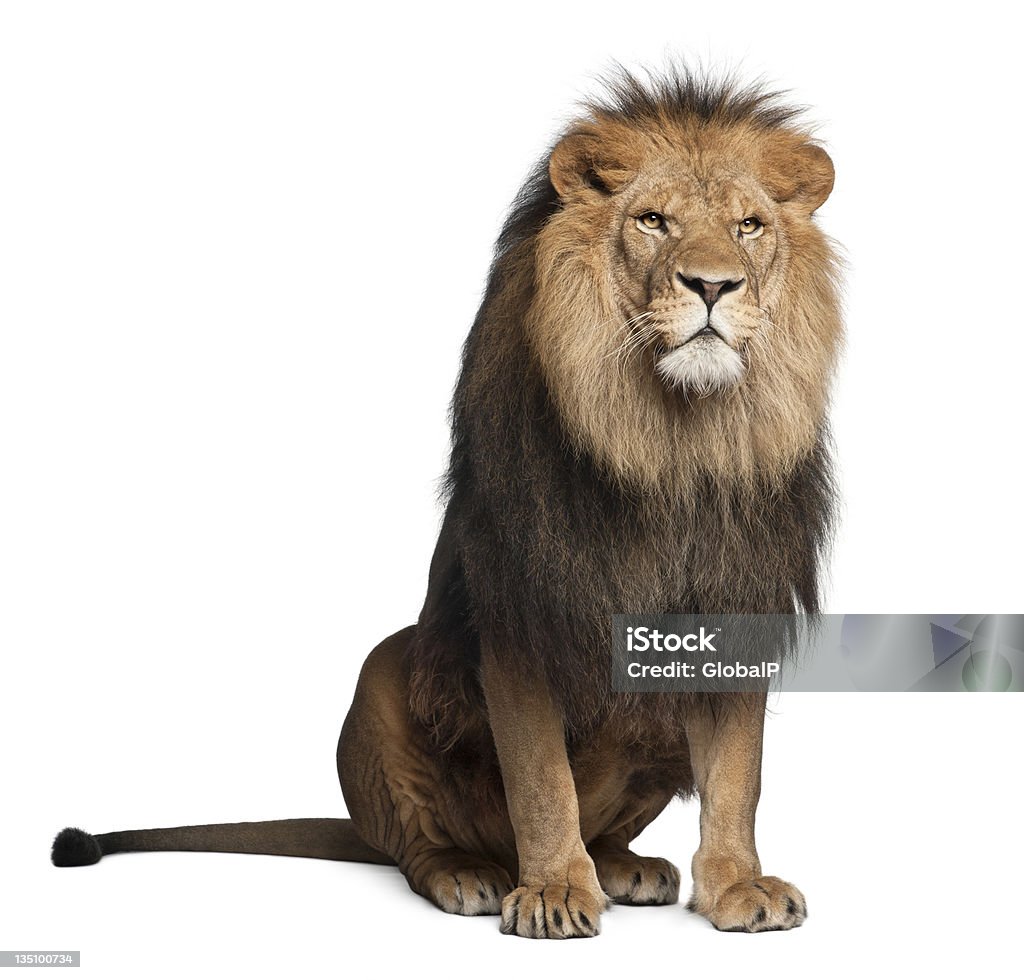 Lion, Panthera leo, 8 years old, sitting Lion, Panthera leo, 8 years old, sitting in front of white background Lion - Feline Stock Photo