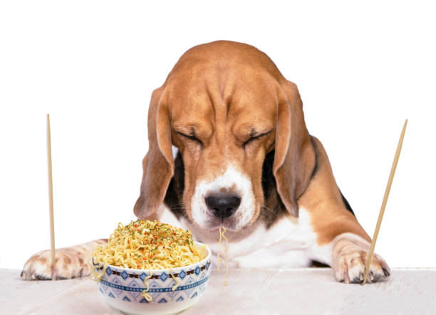 istock funny dog beagle  eats noodles with spices 1351008514