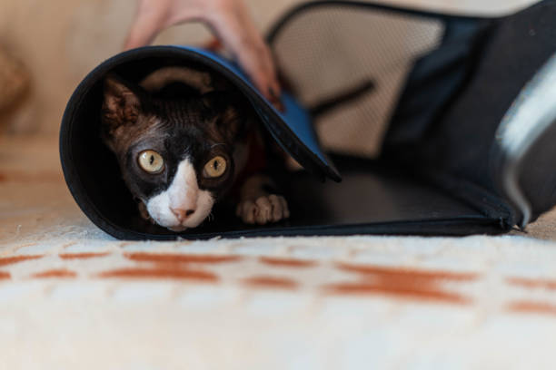 istock Sphinx cat sits in a carrier in a Christmas blouse 1351010416