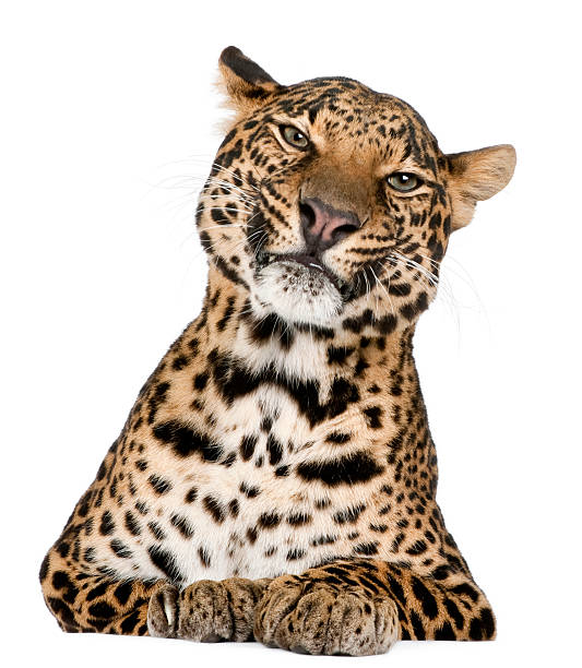 istock Leopard, Panthera pardus, lying in front of white background 135101045