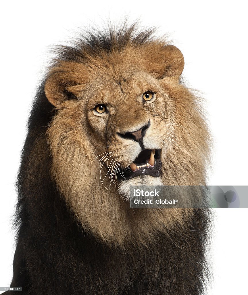 Primo piano di un leone, Panthera leo, 8 anni - Foto stock royalty-free di Leone - Grande felino