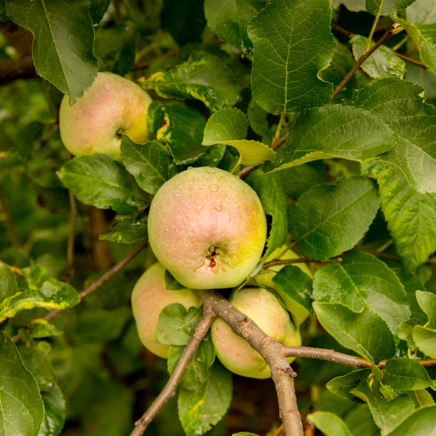 istock Apples on a branch with water drops, copy space, close up 1351011110
