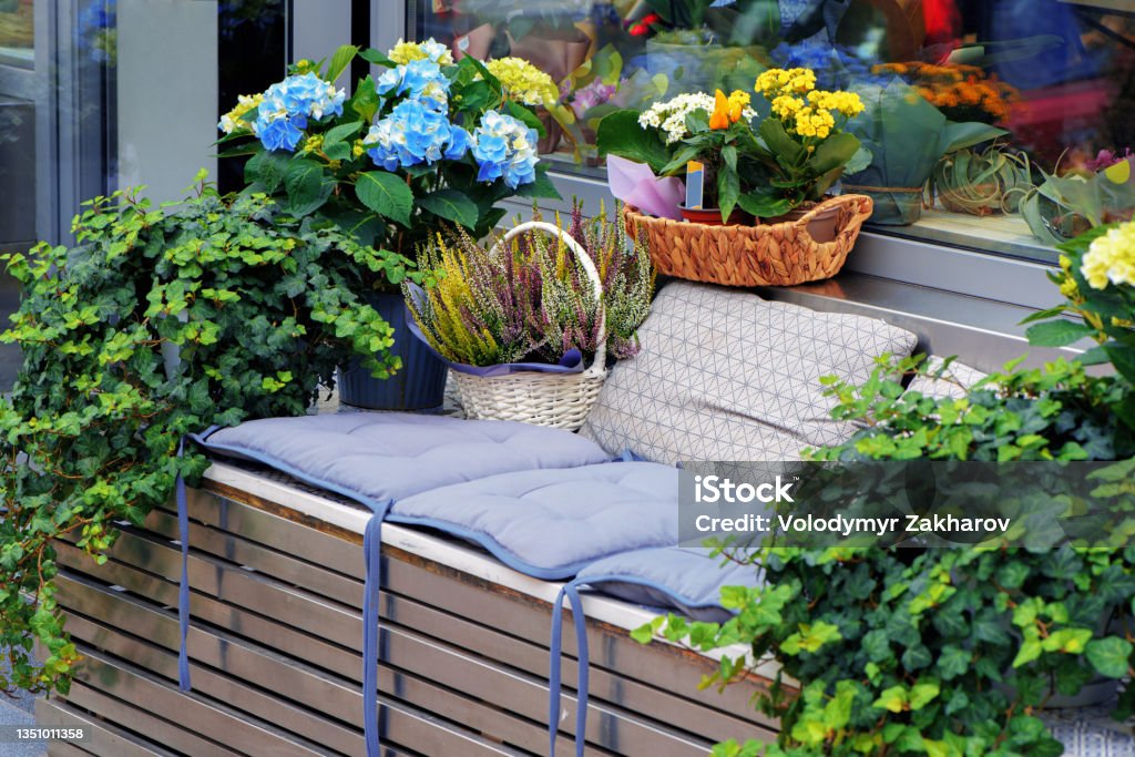 Flower arrangement with potted plants of hydrangea, ivy and heather at the entrance to flower shop in European city. Cozy seating area with cushions. Selective focus. Flower arrangement with potted plants of hydrangea, ivy and heather at the entrance to flower shop in European city. Cozy seating area with cushions. Selective focus Building Entrance Stock Photo