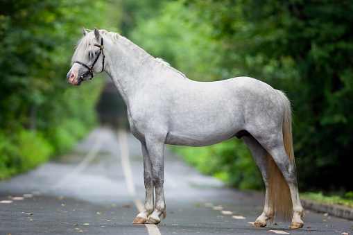 Welsh cob pony posing outdoors on green background.