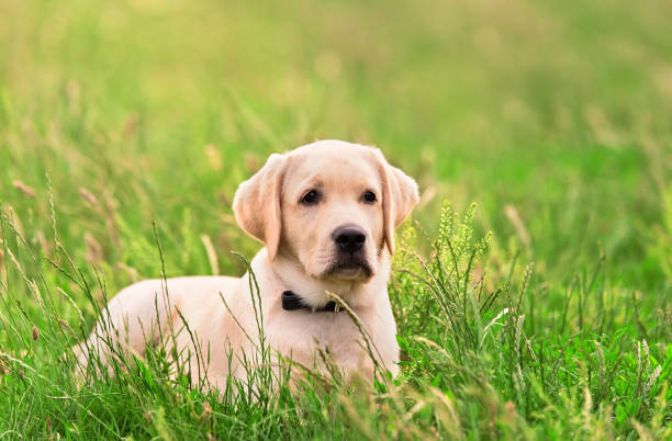 istock Labrador retriever dog in the nature 1351013350