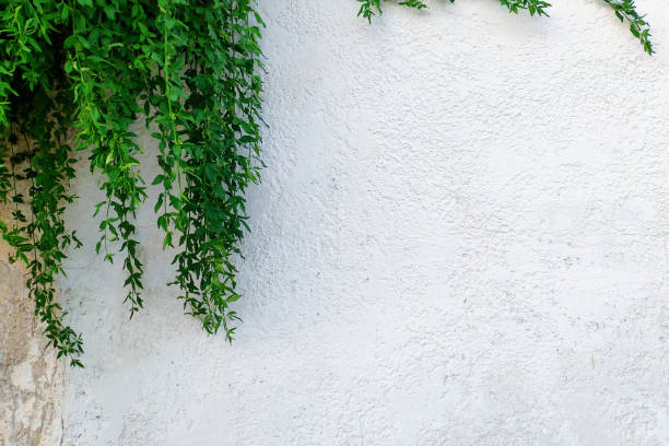 Green branches against a white wall on a Sunny day. Greece. Copy space.