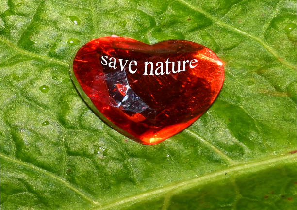 istock save our nature, heart on green leaf 1351013703