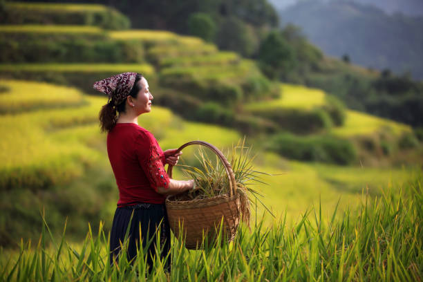 istock An Asian Female in paddy field 1351014512