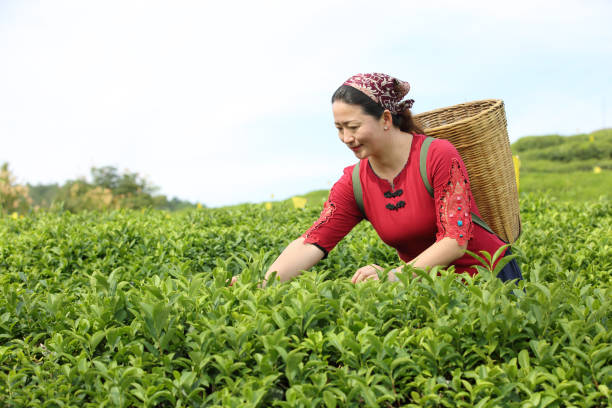 istock An Asian Female  picking tea leaves 1351014539