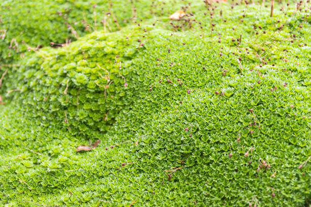 istock Saxifrage in autumn without flowers 1351014595