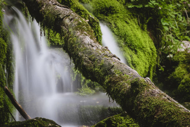 Free Stock Photo of Serene forest waterfall cascading over mossy rocks ...