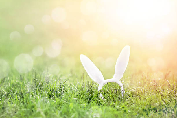 istock Rabbit white ears in natural green grassland landscape in summertime with selective focus, wallpaper. Easter background for postcards with copy space... 1351014793