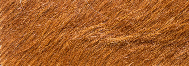 istock texture of natural wild fur background 1351014969