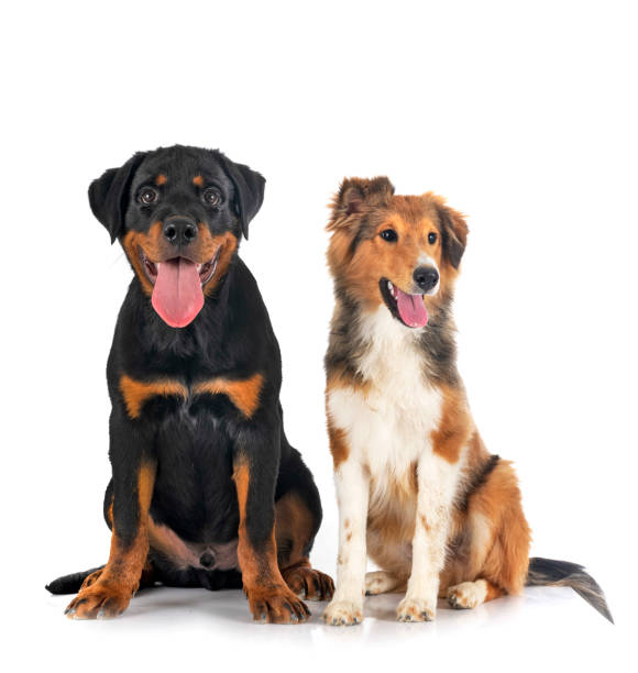 istock Shetland Sheepdog and puppy rottweiler 1351016178