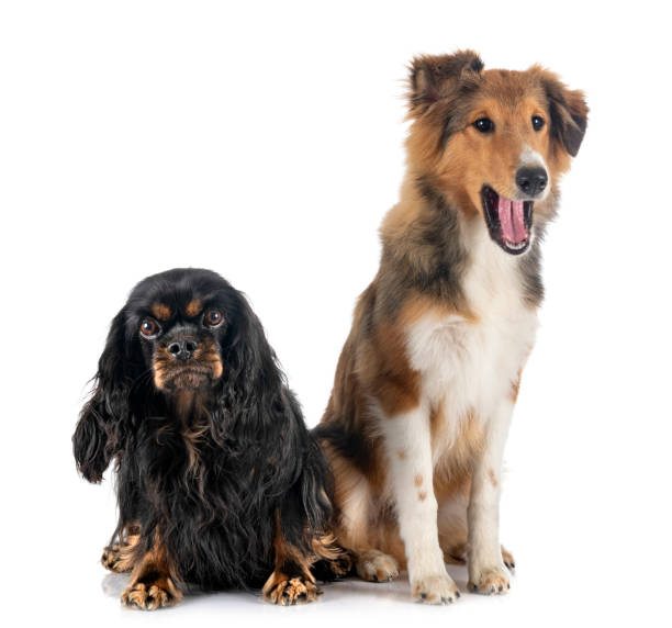 istock Shetland Sheepdog and cavalier king charles 1351016182