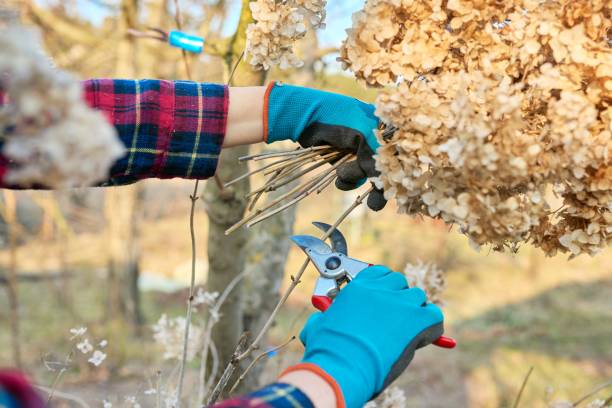 istock Seasonal spring work in the garden backyard, pruning a hydrangea bush with pruning shears. 1351016442