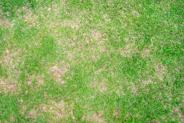 le foglie di erba secca cambiano da verde a marrone morto in un cerchio di trama del prato sfondo erba secca morta. - mottled foto e immagini stock