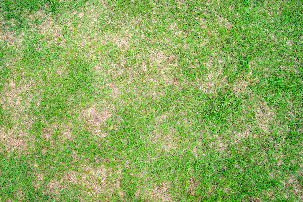 folha de grama seca muda de verde para marrom morto em um fundo de textura de gramado círculo morto grama seca. - mottled - fotografias e filmes do acervo