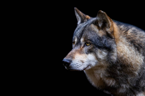 istock Portrait of a gray wolf 1351017450