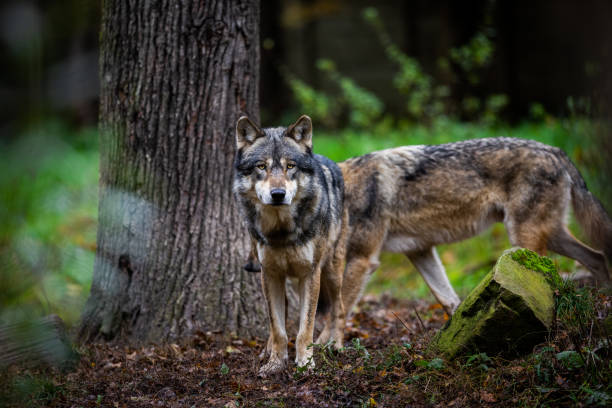 istock Portrait of a gray wolf 1351017462
