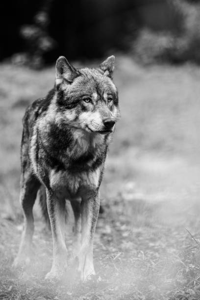 Portrait of a gray wolf