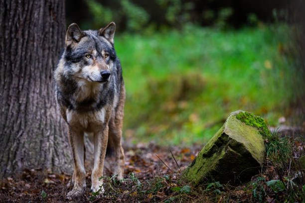 istock Portrait of a gray wolf 1351017560