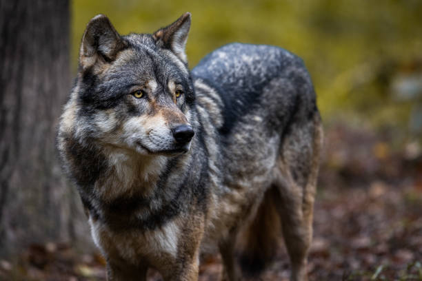 istock Portrait of a gray wolf 1351017649