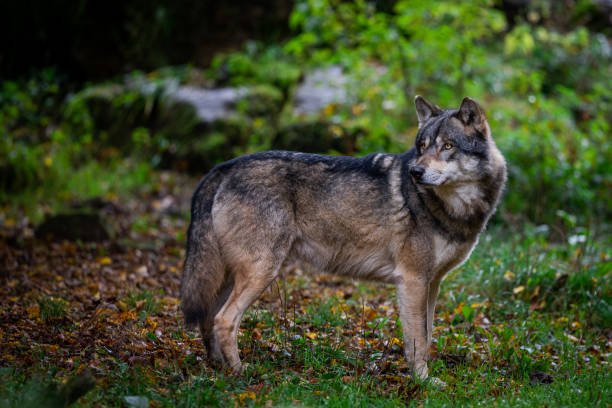 istock Portrait of a gray wolf 1351017764