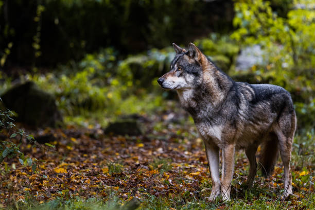 istock Portrait of a gray wolf 1351018069