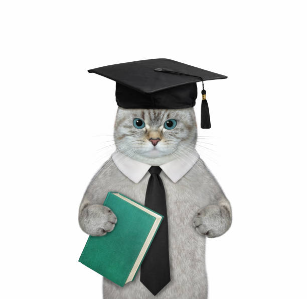 istock Cat ashen in academic hat holds book 1351019244