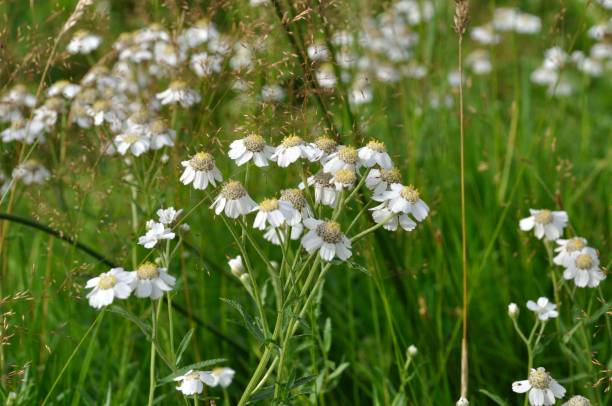 istock marsh yarrow along the Nantes-Brest Canal 1351020326