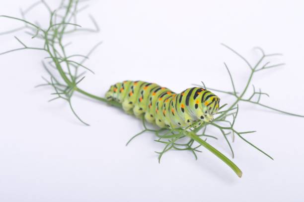istock Swallowtail caterpillar on a white backgroung 1351020516