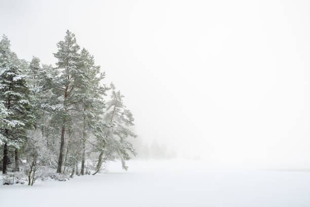 istock Pine forest by a lake with snow and fog 1351020577