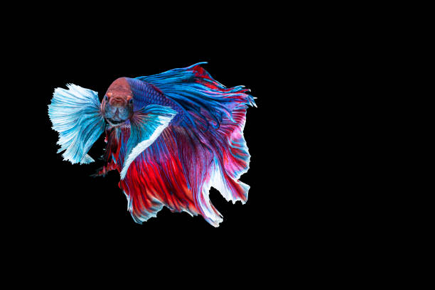istock Halfmoon Betta splendens fighting fish in Thailand on isolated black background. The moving moment beautiful of blue and red Siamese betta fish with copy space. 1351020664