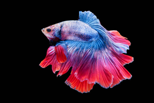 istock Multicolor Betta splendens fighting fish in Thailand on isolated black background. The moving moment beautiful of orange Siamese betta fish with copy space. 1351020671