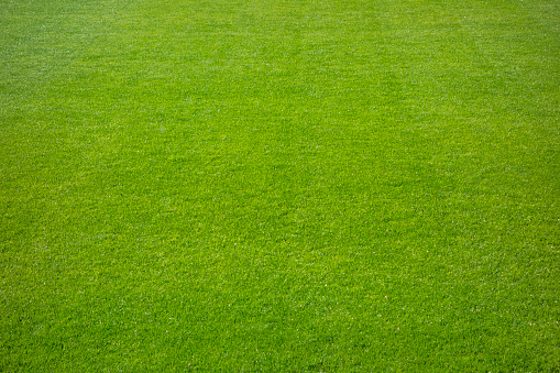 Football field grass