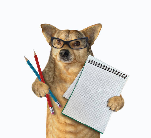istock Dog holds blank notebook and pencils 1351020704