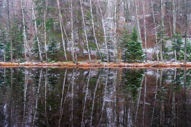 опуха леса у озера со снегом и открытой водой - waters edge lake beach tree стоковые фото и изображения