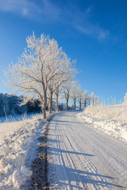 istock Trees lining a winter road on a beautiful winter day 1351020746