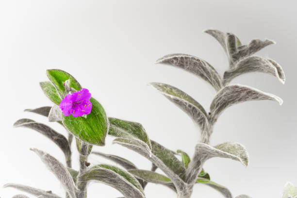 Close-up of hairy-leaved telegraph flower (tradescantia)