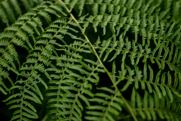 istock Close up of green fern 1351023083