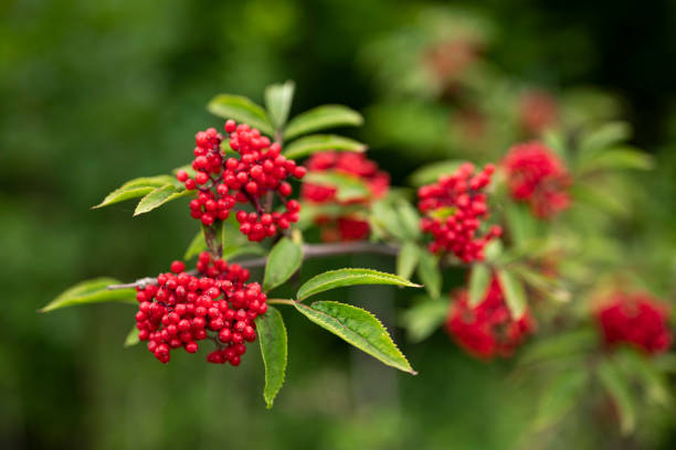 Rowan (Sorbus aucuparia, also known as  mountain-ash), with bright red fruits Close up of a branch of rowan (Sorbus aucuparia, also known as  mountain-ash), with bright red fruits. For many centuries, the fruits and leaves of the rowan were used by people for the preparation of food and drink, as folk medicine and as cattle feed. rowanberry stock pictures, royalty-free photos & images