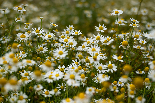 Wild herb meadow with flowering chamomile