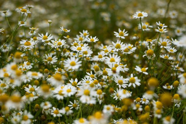 Wild herb meadow with flowering chamomile Beautiful wild herb meadow with lush flowering chamomile (Matricaria chamomilla). Chamomile is a well known medicinal plant within the daisy family (Asteraceae). chamomile photos stock pictures, royalty-free photos & images