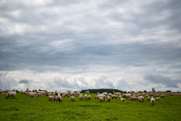istock Sheep herd grazing on a green meadow 1351023096