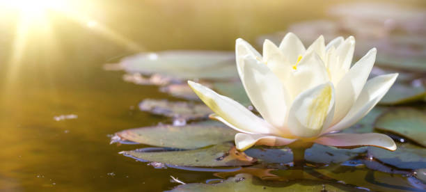 white water lily in pond under sunlight. blossom time of lotus flower - white water lily imagens e fotografias de stock