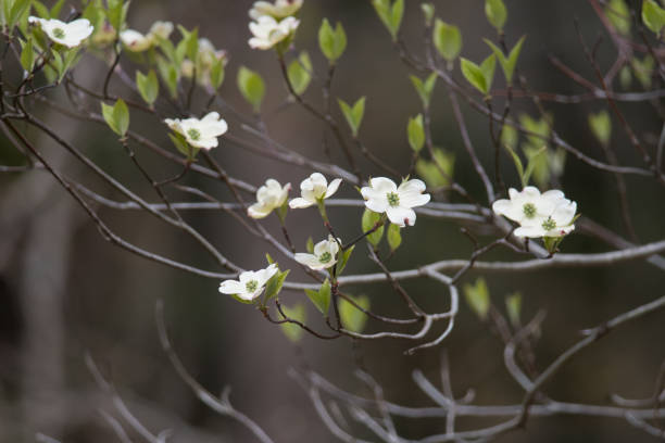 istock Dogwood  flower blossoms 1351023442